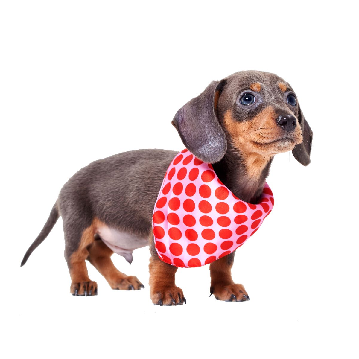 Dog Bandana